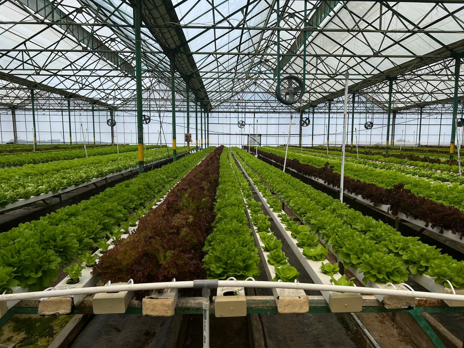 AGRIN BELAJAR BISNIS PERTANIAN HIDROPONIK BERSAMA AMAZING FARM